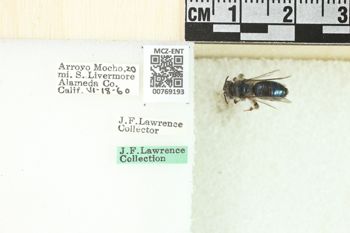 Media type: image;   Entomology 769193 Aspect: Labels